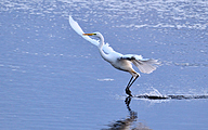 01 Great White Egret (Ardea alba)